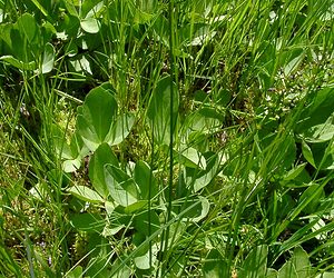 Menyanthes trifoliata (Menyanthaceae)  - Ményanthe trifolié, Trèfle d'eau, Ményanthe, Ményanthe trèfle d'eau - Bogbean Louvain [Belgique] 19/06/2004 - 10m