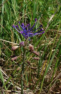 Muscari comosum (Asparagaceae)  - Muscari chevelu, Muscari à toupet, Muscari chevelu, Muscari à toupet - Tassel Hyacinth Nord [France] 12/06/2004