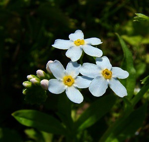 Myosotis scorpioides (Boraginaceae)  - Myosotis faux scorpion, Myosotis des marais - Water Forget-me-not Louvain [Belgique] 19/06/2004 - 10m