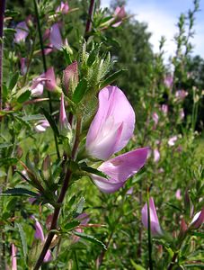 Ononis spinosa (Fabaceae)  - Bugrane épineuse, Arrête-boeuf - Spiny Restharrow Hal-Vilvorde [Belgique] 19/06/2004 - 20m