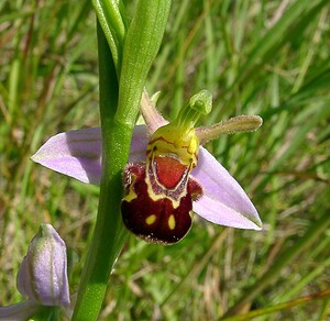 Ophrys apifera (Orchidaceae)  - Ophrys abeille - Bee Orchid Nord [France] 12/06/2004