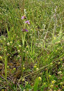 Ophrys apifera (Orchidaceae)  - Ophrys abeille - Bee Orchid Nord [France] 12/06/2004