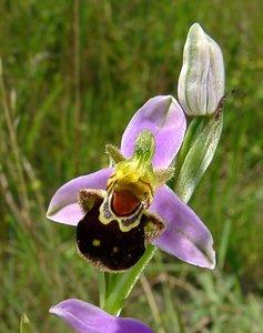 Ophrys apifera (Orchidaceae)  - Ophrys abeille - Bee Orchid Nord [France] 12/06/2004