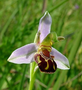 Ophrys apifera (Orchidaceae)  - Ophrys abeille - Bee Orchid Nord [France] 12/06/2004