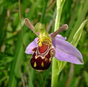 Ophrys apifera (Orchidaceae)  - Ophrys abeille - Bee Orchid Nord [France] 12/06/2004