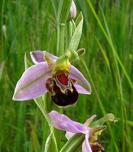 Ophrys apifera (Orchidaceae)  - Ophrys abeille - Bee Orchid Pas-de-Calais [France] 12/06/2004