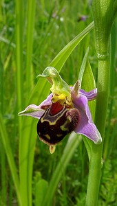 Ophrys apifera (Orchidaceae)  - Ophrys abeille - Bee Orchid Pas-de-Calais [France] 12/06/2004