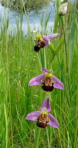 Ophrys apifera (Orchidaceae)  - Ophrys abeille - Bee Orchid Pas-de-Calais [France] 12/06/2004