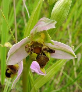 Ophrys apifera (Orchidaceae)  - Ophrys abeille - Bee Orchid Pas-de-Calais [France] 12/06/2004