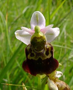 Ophrys fuciflora (Orchidaceae)  - Ophrys bourdon, Ophrys frelon - Late Spider-orchid Aisne [France] 27/06/2004 - 180m