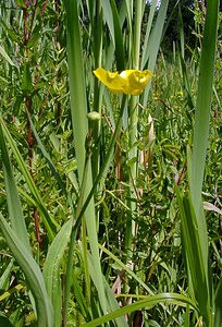 Ranunculus lingua (Ranunculaceae)  - Renoncule langue, Grande douve - Greater Spearwort Louvain [Belgique] 19/06/2004 - 10m