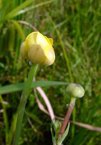 Ranunculus lingua (Ranunculaceae)  - Renoncule langue, Grande douve - Greater Spearwort Louvain [Belgique] 19/06/2004 - 10m