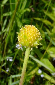 Ranunculus lingua (Ranunculaceae)  - Renoncule langue, Grande douve - Greater Spearwort Louvain [Belgique] 19/06/2004 - 10m