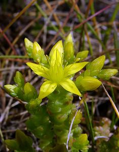 Sedum acre (Crassulaceae)  - Orpin âcre, Poivre de muraille, Vermiculaire, Poivre des murailles - Biting Stonecrop Nord [France] 12/06/2004