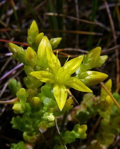 Sedum acre (Crassulaceae)  - Orpin âcre, Poivre de muraille, Vermiculaire, Poivre des murailles - Biting Stonecrop Nord [France] 12/06/2004