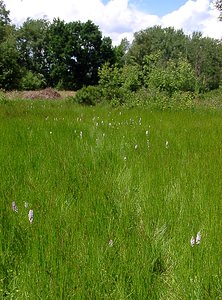 Stations diverses (Paysages)  Louvain [Belgique] 19/06/2004 - 10mstation ? Dactylorhiza maculata