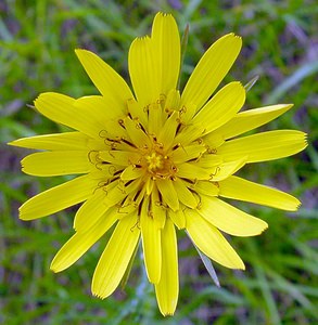 Tragopogon pratensis (Asteraceae)  - Salsifis des prés - Goat's-beard Aisne [France] 13/06/2004 - 110m