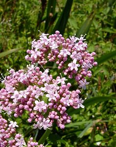 Valeriana officinalis (Caprifoliaceae)  - Valériane officinale - Common Valerian Louvain [Belgique] 19/06/2004 - 10m