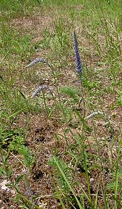 Veronica spicata (Plantaginaceae)  - Véronique en épi - Spiked Speedwell Aisne [France] 27/06/2004 - 140m