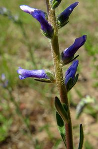 Veronica spicata (Plantaginaceae)  - Véronique en épi - Spiked Speedwell Aisne [France] 27/06/2004 - 140m