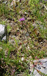 Allium lusitanicum (Amaryllidaceae)  - Ail du Portugal, Ail des montagnes, Ail douteux, Ail des collines, Ail de Lusitanie Hautes-Pyrenees [France] 12/07/2004 - 1290m