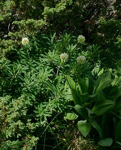 Allium victorialis (Amaryllidaceae)  - Ail victorial, Herbe à neuf chemises, Ail de la victoire, Ail des cerfs Pyrenees-Orientales [France] 07/07/2004 - 1650m