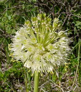 Allium victorialis (Amaryllidaceae)  - Ail victorial, Herbe à neuf chemises, Ail de la victoire, Ail des cerfs Pyrenees-Orientales [France] 07/07/2004 - 1650m