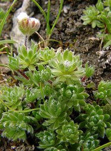 Androsace villosa (Primulaceae)  - Androsace velue Hautes-Pyrenees [France] 13/07/2004 - 2060m