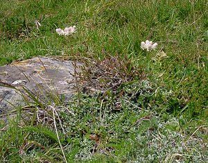 Antennaria dioica (Asteraceae)  - Antennaire dioïque, Patte-de-chat, Pied-de(chat dioïque, Gnaphale dioïque, Hispidule - Mountain Everlasting Ariege [France] 16/07/2004 - 1570mfleurs femelles