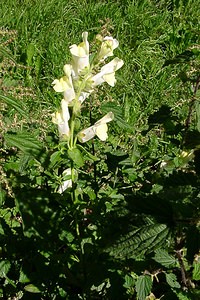 Antirrhinum majus (Plantaginaceae)  - Muflier à grandes fleurs, Gueule-de-lion - Snapdragon Pyrenees-Orientales [France] 07/07/2004 - 1590m