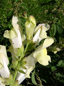 Antirrhinum majus (Plantaginaceae)  - Muflier à grandes fleurs, Gueule-de-lion - Snapdragon Pyrenees-Orientales [France] 07/07/2004 - 1590m