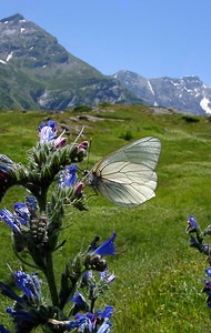 Aporia crataegi (Pieridae)  - Gazé Hautes-Pyrenees [France] 13/07/2004 - 1600m