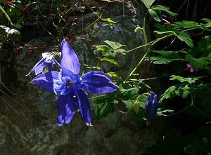 Aquilegia pyrenaica (Ranunculaceae)  - Ancolie des Pyrénées - Pyrenean Columbine Haute-Garonne [France] 15/07/2004 - 1400m