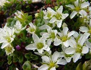 Arenaria tetraquetra (Caryophyllaceae)  - Sabline à quatre rangs, Sabline à quatre angles Hautes-Pyrenees [France] 14/07/2004 - 2090m