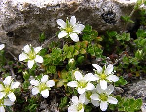 Arenaria tetraquetra (Caryophyllaceae)  - Sabline à quatre rangs, Sabline à quatre angles Hautes-Pyrenees [France] 14/07/2004 - 2090m