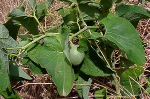 Aristolochia paucinervis (Aristolochiaceae)  - Aristoloche à nervures peu nombreuses, Aristoloche peu nervée Herault [France] 06/07/2004 - 130m