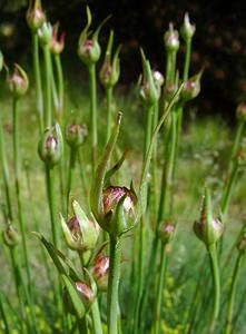 Armeria arenaria (Plumbaginaceae)  - Armérie des sables, Armérie faux plantain - Jersey Thrift Pyrenees-Orientales [France] 07/07/2004 - 1650m