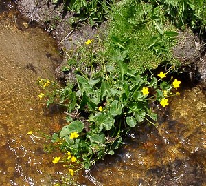 Caltha palustris (Ranunculaceae)  - Populage des marais, Sarbouillotte, Souci d'eau - Marsh-marigold Pyrenees-Orientales [France] 07/07/2004 - 2050m