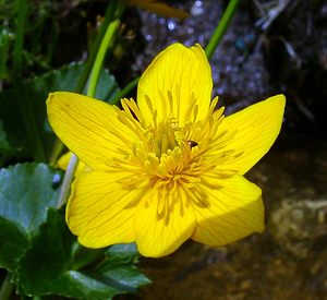 Caltha palustris (Ranunculaceae)  - Populage des marais, Sarbouillotte, Souci d'eau - Marsh-marigold Pyrenees-Orientales [France] 07/07/2004 - 2050m