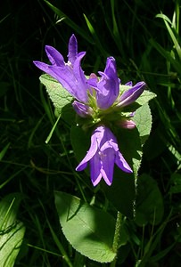 Campanula glomerata (Campanulaceae)  - Campanule agglomérée - Clustered Bellflower Hautes-Pyrenees [France] 12/07/2004 - 1290m