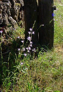 Campanula rapunculus (Campanulaceae)  - Campanule raiponce - Rampion Bellflower Gard [France] 04/07/2004 - 660m