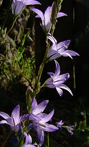 Campanula rapunculus (Campanulaceae)  - Campanule raiponce - Rampion Bellflower Gard [France] 04/07/2004 - 660m