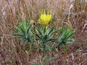 Carthamus lanatus (Asteraceae)  - Carthame laineux, C, Faux safranentaurée laineuse - Downy Safflower Gard [France] 05/07/2004 - 580m