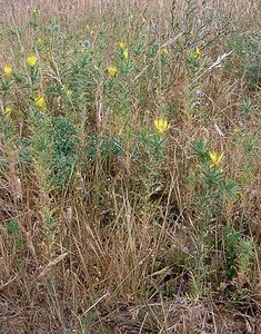 Carthamus lanatus (Asteraceae)  - Carthame laineux, C, Faux safranentaurée laineuse - Downy Safflower Gard [France] 05/07/2004 - 580m