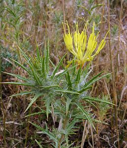 Carthamus lanatus (Asteraceae)  - Carthame laineux, C, Faux safranentaurée laineuse - Downy Safflower Gard [France] 05/07/2004 - 580m