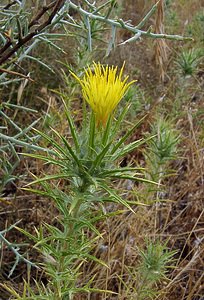 Carthamus lanatus (Asteraceae)  - Carthame laineux, C, Faux safranentaurée laineuse - Downy Safflower Gard [France] 05/07/2004 - 580m