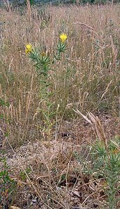 Carthamus lanatus (Asteraceae)  - Carthame laineux, C, Faux safranentaurée laineuse - Downy Safflower Gard [France] 05/07/2004 - 580m
