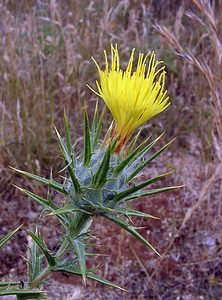 Carthamus lanatus (Asteraceae)  - Carthame laineux, C, Faux safranentaurée laineuse - Downy Safflower Gard [France] 05/07/2004 - 580m