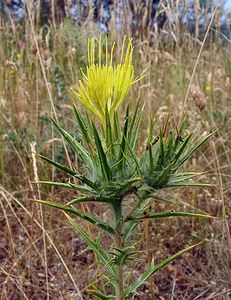 Carthamus lanatus (Asteraceae)  - Carthame laineux, C, Faux safranentaurée laineuse - Downy Safflower Gard [France] 05/07/2004 - 580m