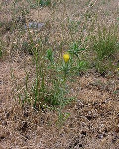 Carthamus lanatus (Asteraceae)  - Carthame laineux, C, Faux safranentaurée laineuse - Downy Safflower Gard [France] 05/07/2004 - 580m